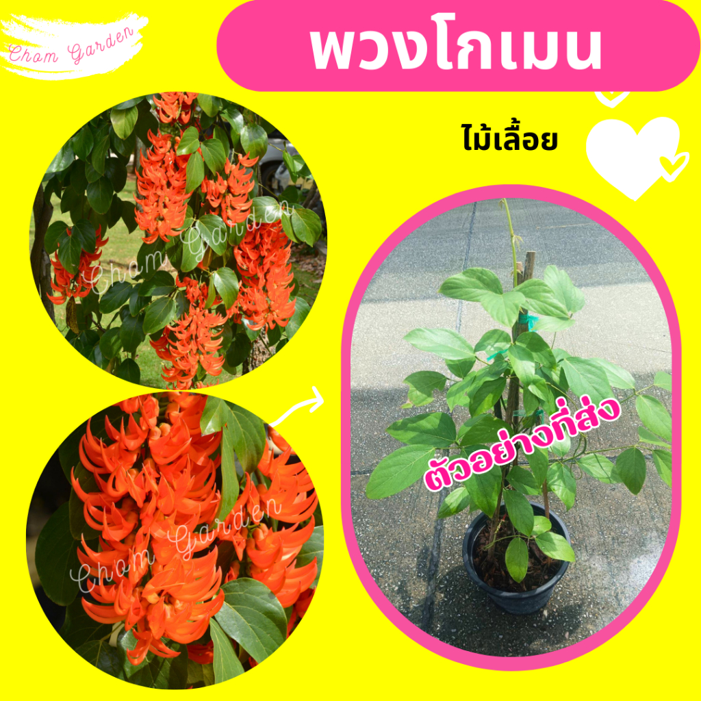 ต้นพวงโกเมน ไม้เลื้อย กระถาง 11 นิ้ว