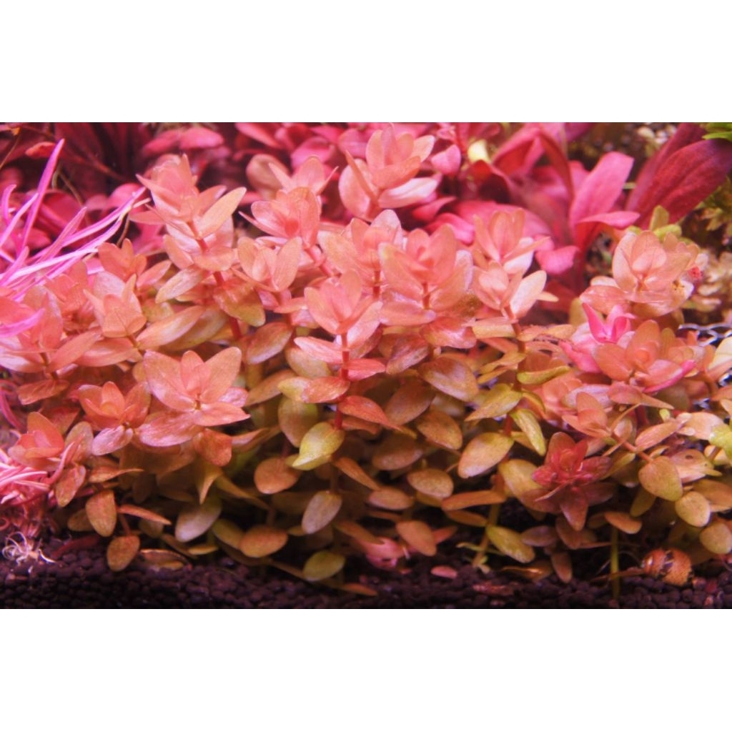 บาโคป้าแดง (Bacopa colorata) ตัวแรร์ ขายชุดละ 3 กิ่ง - รูปที่ 3