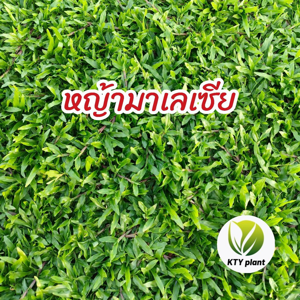 หญ้ามาเลเซีย 10 แผ่น (5ตารางเมตร) หญ้าสนาม ขนาด ต่อแผ่น50x100ซม.