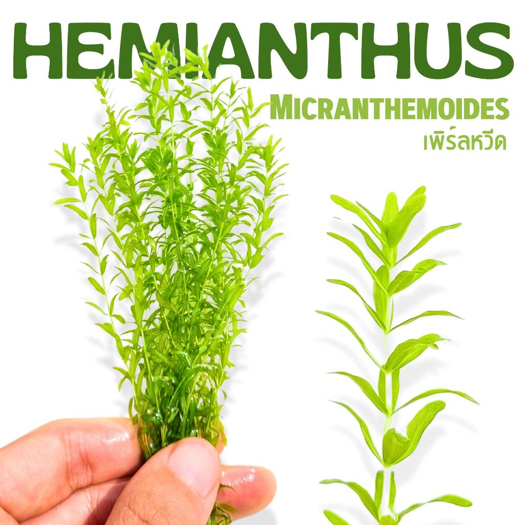 เพิร์ลหวีดสามใบ ใบน้ำ-ใบบก Hemianthus micranthemoides ไม้น้ำ