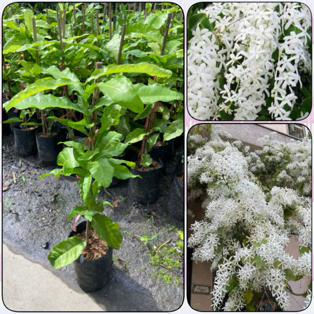 ต้นพวงครามขาว ดอกสีขาว เป็นไม้เลื้อยสวยงาม (สูง 40-60cm) ต้นแข็งแรง พร้อมปลูก
