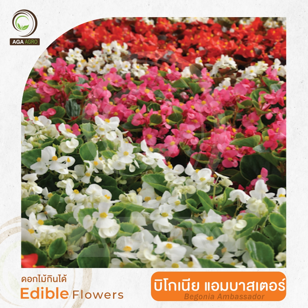 AGA SHOP เมล็ดพันธุ์ บีโกเนีย ซุปเปอร์ โอลิมเปีย 100 เมล็ด