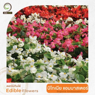 AGA SHOP เมล็ดพันธุ์ บีโกเนีย แอมบาสเดอร์ 100 เมล็ด