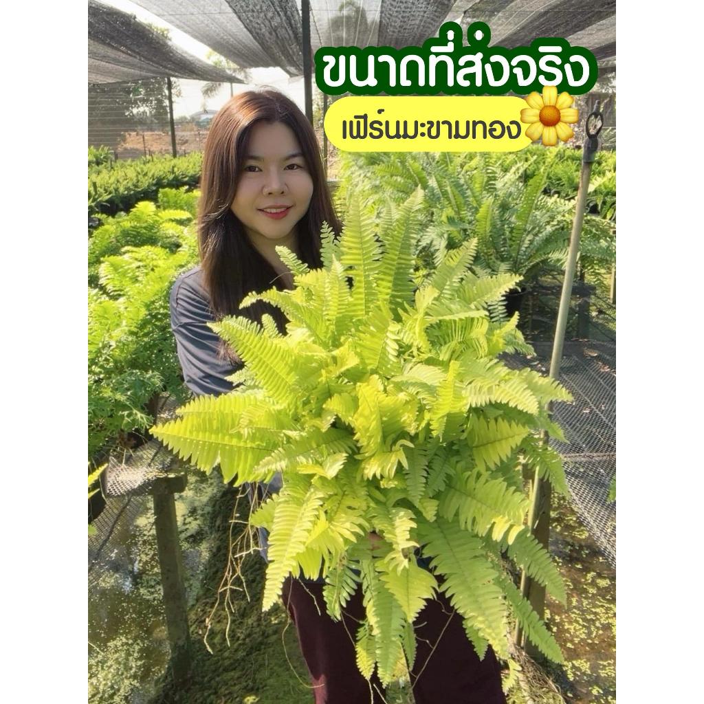 [SP GARDEN] เฟิร์นมะขามทอง  ขนาดกระถาง 11 นิ้ว