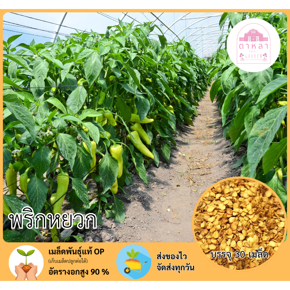 พริกหยวก  บรรจุ 30 เมล็ด
