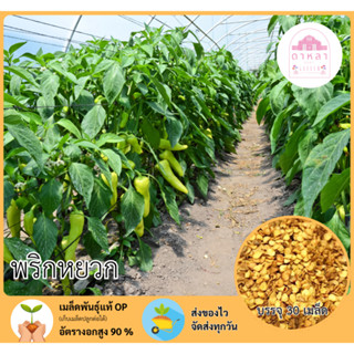 พริกหยวก  บรรจุ 30 เมล็ด