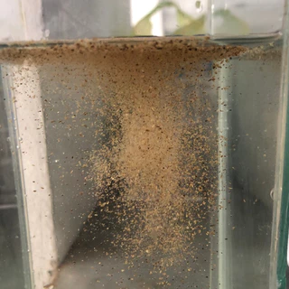 Denitrate powder ลดไนเตรต สร้างตะไคร่เขียว กรีนวอล(Greenwall) อาหารปลาและสิ่งมีชีวิตขนาดเล็กเห็นผลไว