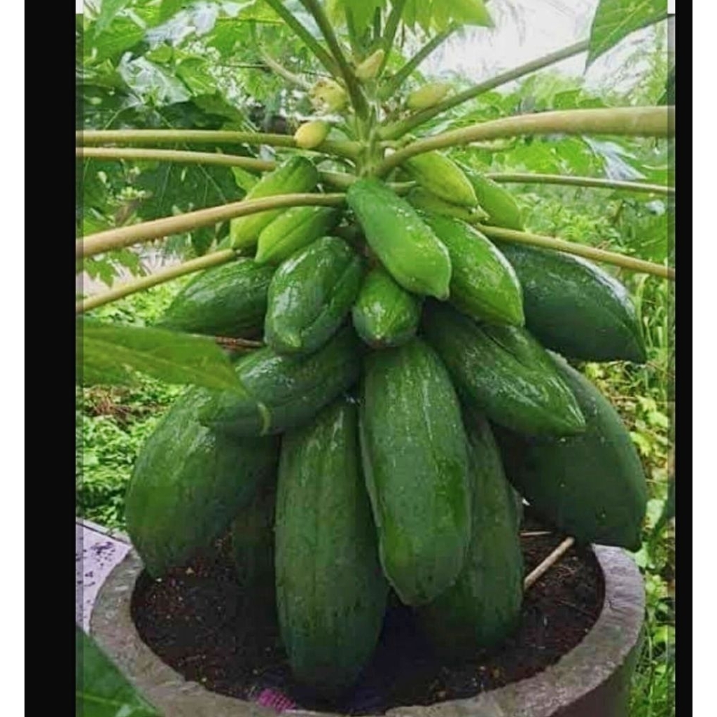 ต้นมะละกอเตี้ยชุมเเพเเท้  ต้นเตี้ย ผลดก เนื้อกรอบอร่อย ต้นพันธุ์เเข็งเเรง รากเดินเต็มถุงพร้อมปลูก  ปลูกในกระถางได้ - รูปที่ 7