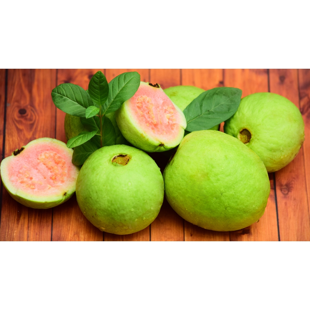 ต้นกล้า ฝรั่งขี้นก ใส้แดง  ฝรั่งขี้นกไส้ชมพู ต้นกล้าละ 12  บาท  Red Guava or  Pink guava  ฝรั่งขี้นก