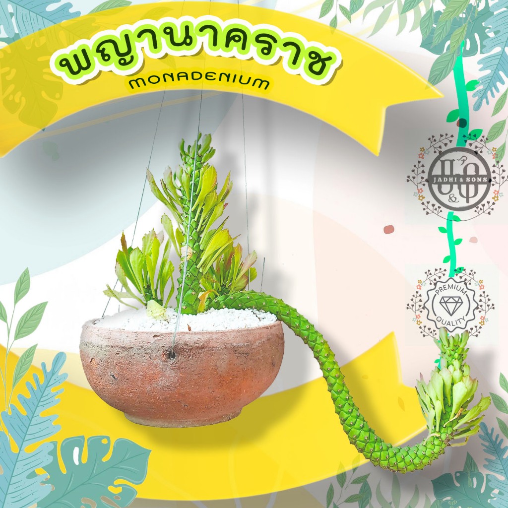 ต้นไม้ประดับ ต้นไม้มงคล ต้นไม้ฟอกอากาศ พญานาคราชท่านปู