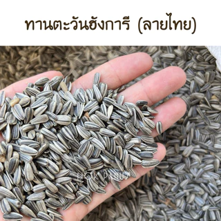 ทานตะวันฮังการีคัด (ลายไทย) เม็ดเล็ก อาหารนกแก้ว หนู กระรอก