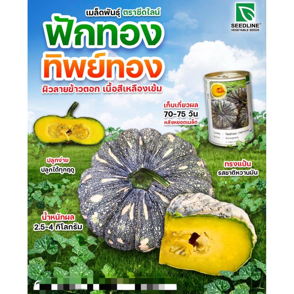 เมล็ดพันธุ์ ฟักทองลายข้าวตอก(ทิพย์ทอง50กรัม)ฟักทอง