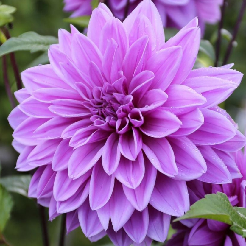 1 หัว ดาห์เลีย Dahlia Tuber ดอกรักเร่ ดอกรักเเรก สายพันธุ์ Lilac Time