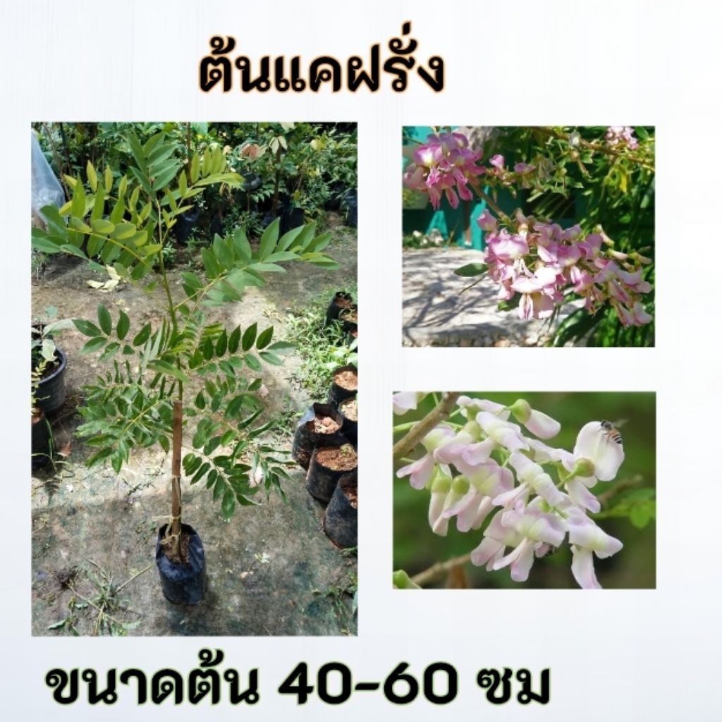 ต้นแคฝรั่ง แคฝรั่ง ดอกแคฝรั่ง