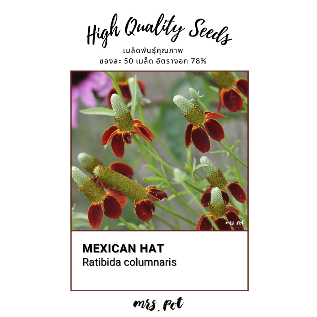 เมล็ดดอก Mexican Hat นำเข้าจากอเมริกา รหัส121
