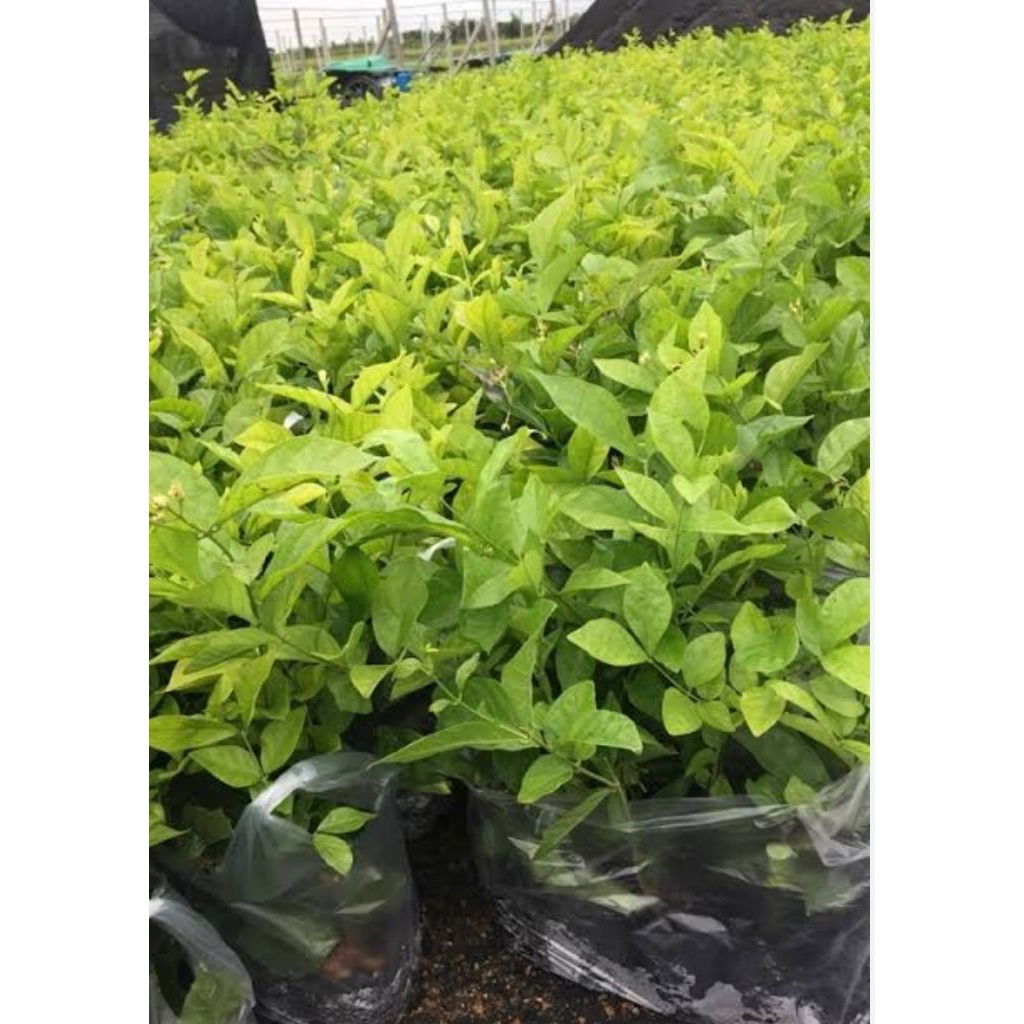 ต้นมะลิดอกซ้อนใหญ่ 1ต้นถุงดำสูงประมาณ 15-20 ซม ดอกหอมมาก ปลูกไว้หน้าบ้าน - รูปที่ 3