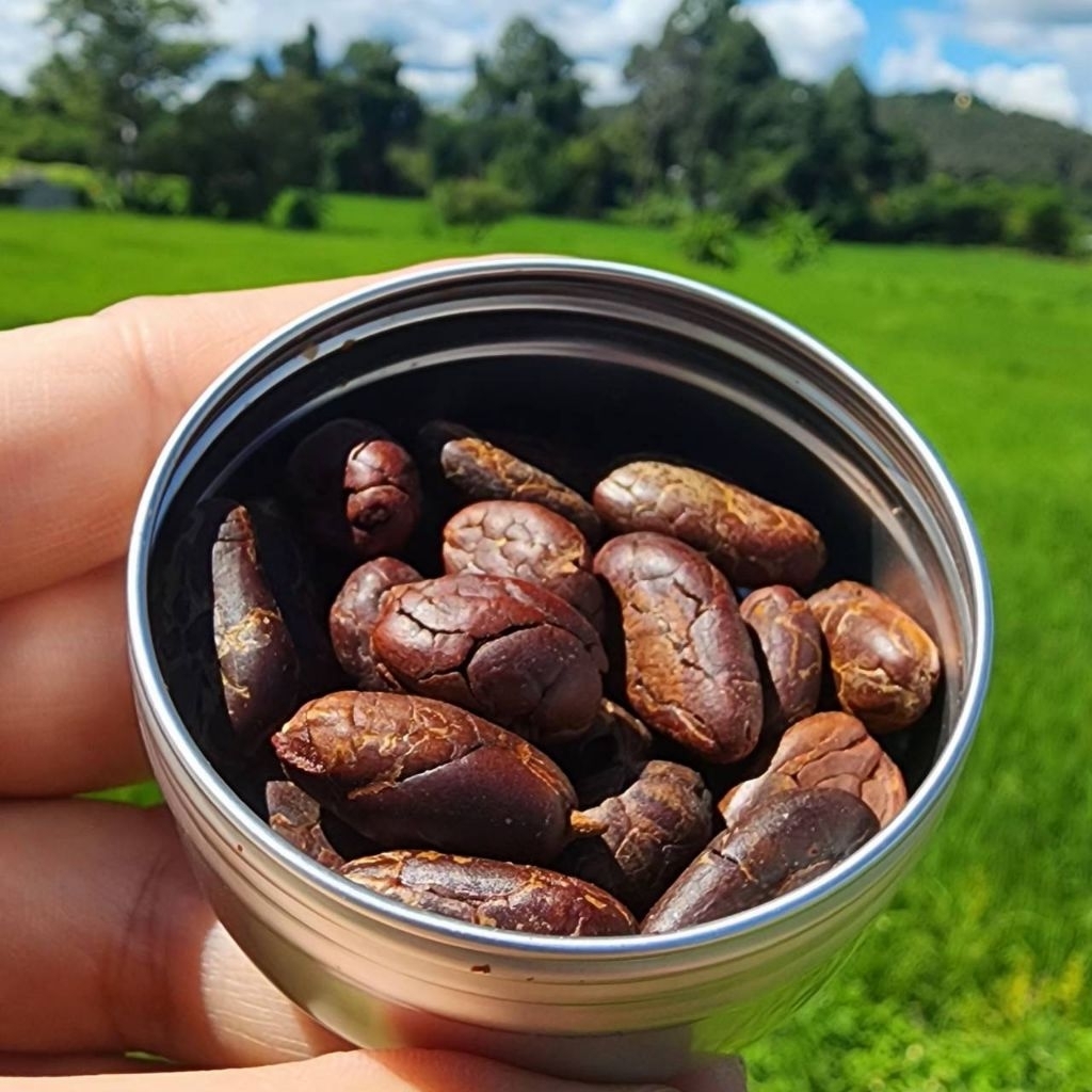 Cacao bean by ฒ ดอย เมล็ดคาเคาเต็มเม็ดอบแห้ง พร้อมทาน จากดอยเชียงใหม่