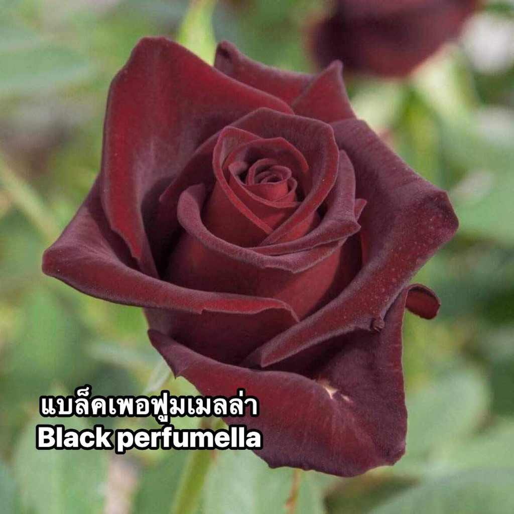 กุหลาบ-แบล็คเพอฟูมเมลล่า “Black perfumella”  สีแดงดำ หอมแรง ดอกใหญ่ บานทน