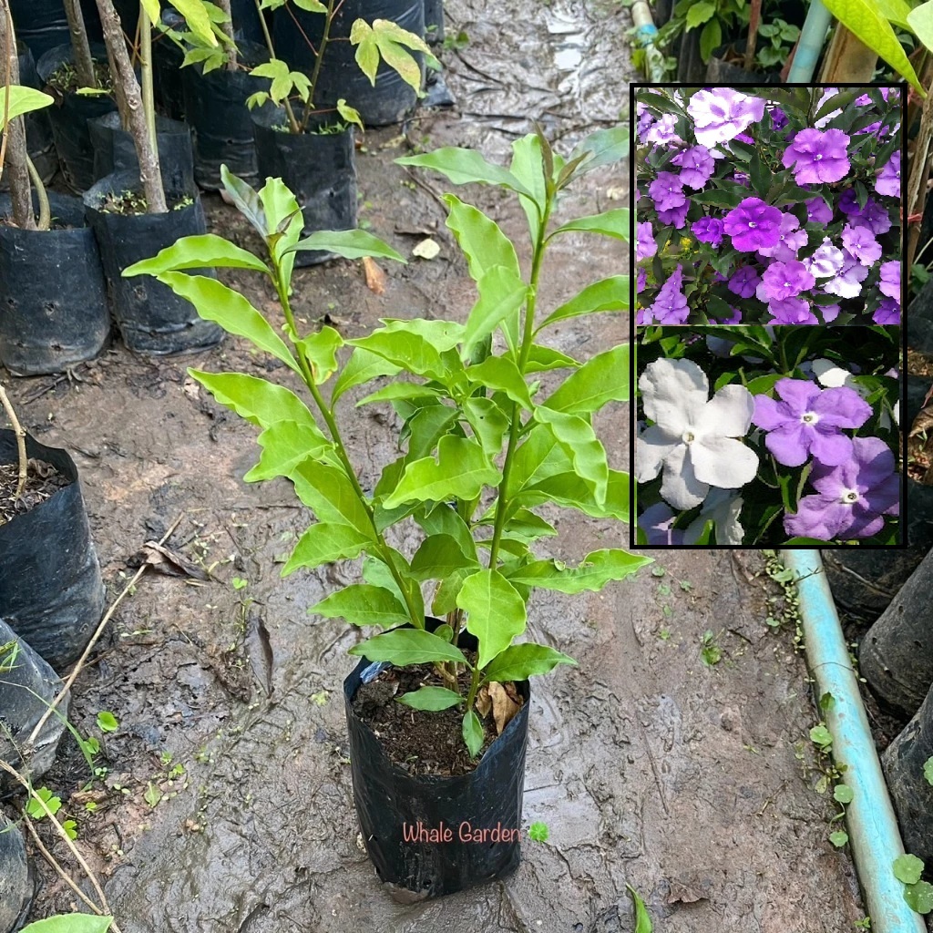 พุดสามสี ต้นพุดสามสี (Brunfelsia uniflora) ดอกพุดสามสี ไม้พุ่มเตีย มีดอกสีสวย (รับประกัน ส่งใหม่ฟรี หากสินค้าเเสียหาย!!)