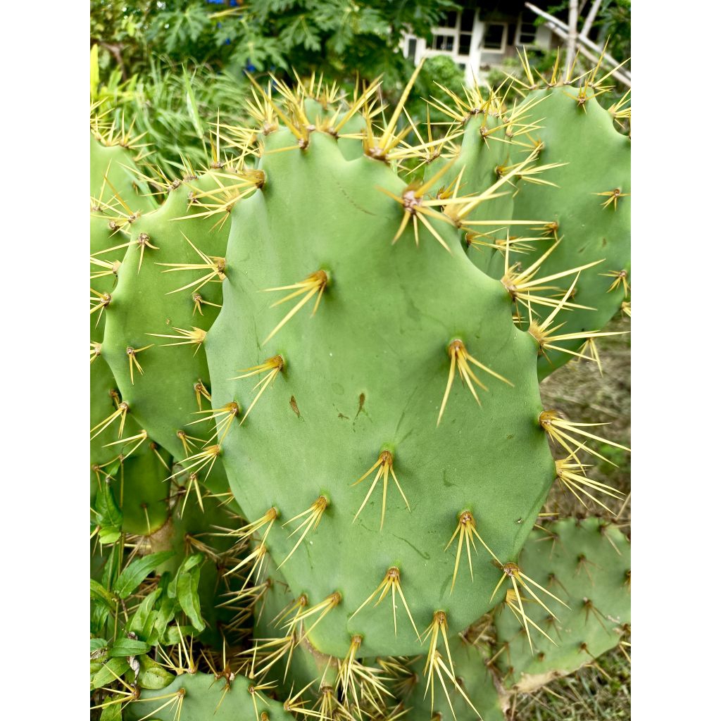 โอพันเทียทูน่า (ตัดสด) opuntia tuna โอพันเทียหนามทอง หนามโหด