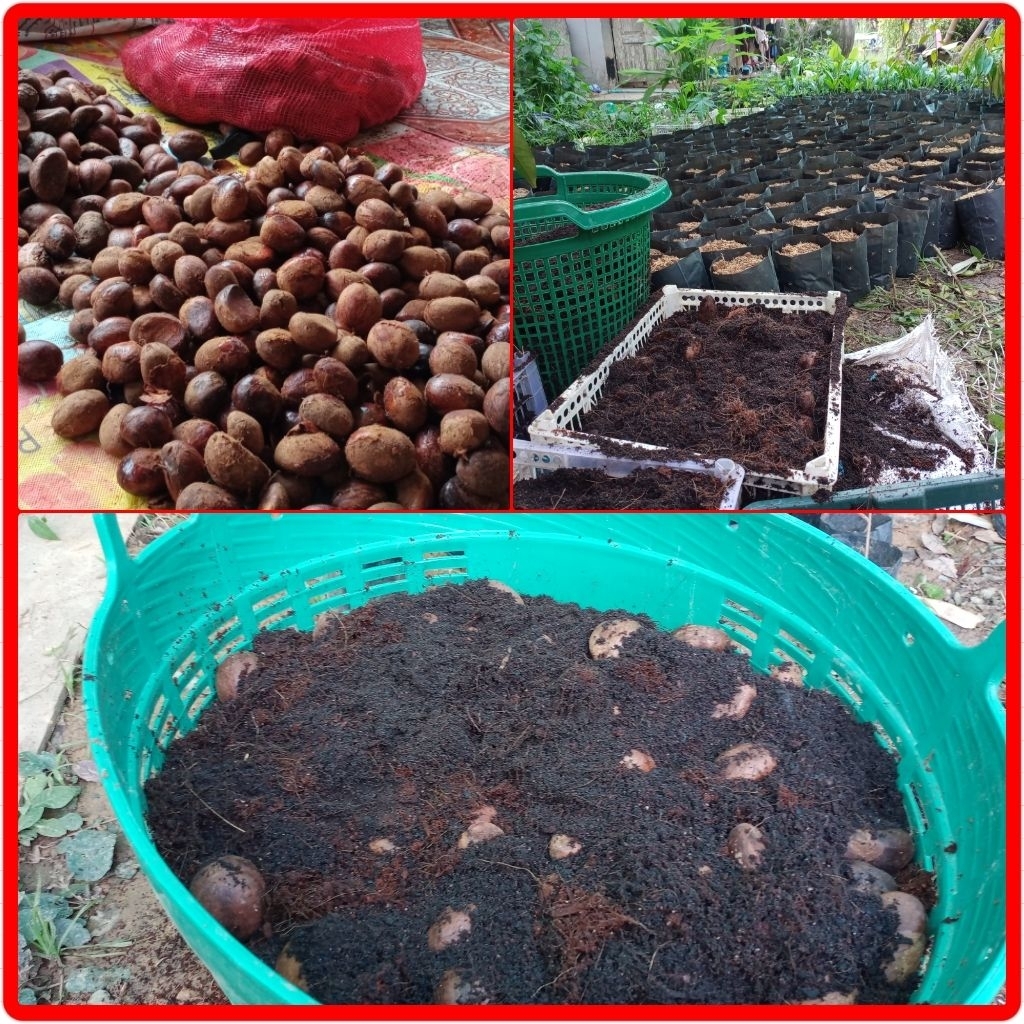 เม็ดเมล็ดทุเรียนป่าทุเรียนนกเม็ดใหญ่เม็ดละ15บาท