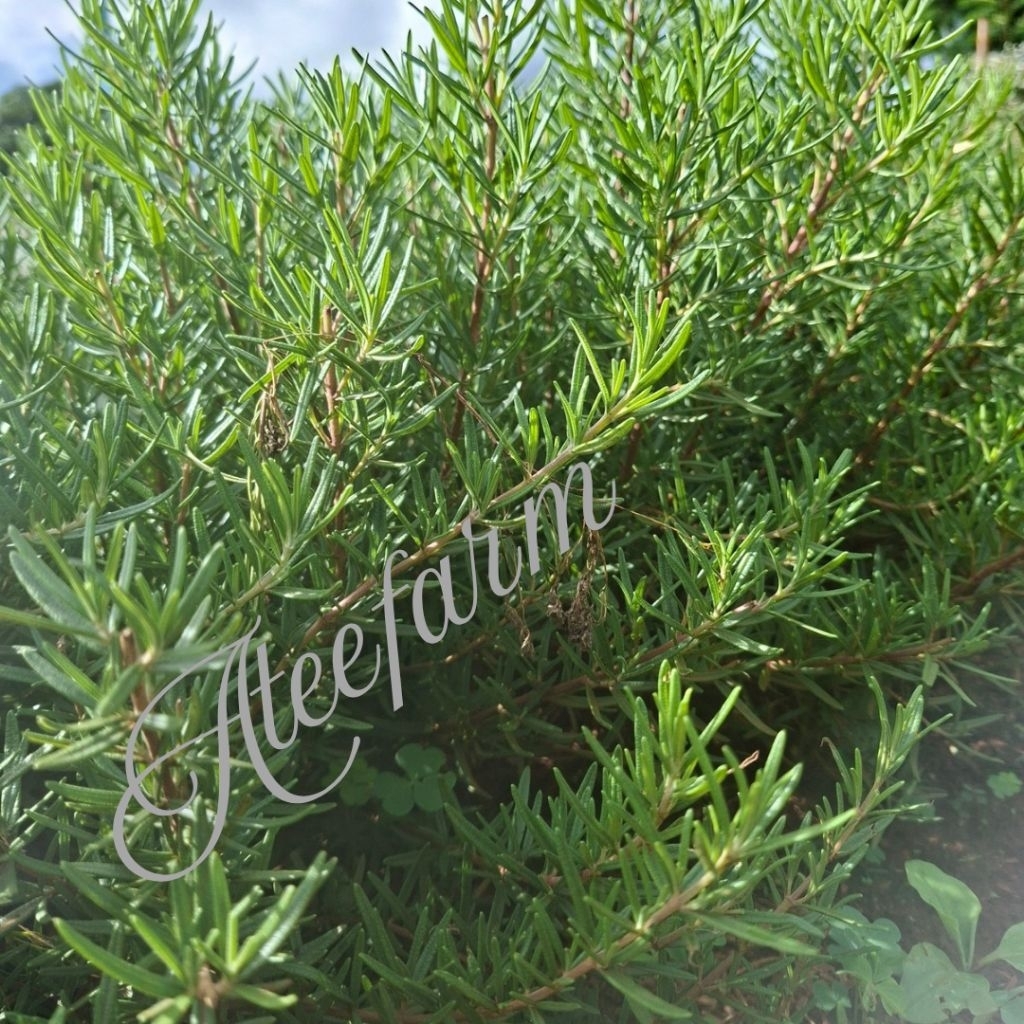 ต้นกล้าโรสแมรี่พันธุ์คอนมอนหรือโรสแมรี่พันธุ์พุ่มรากแน่นๆพร้อมปลูก