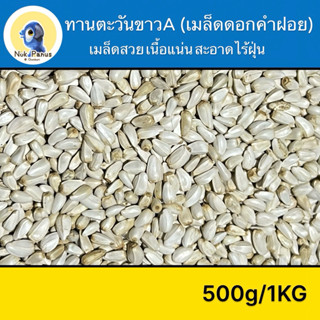 ทานตะวันขาว A ดอกคำฝอย อาหารนกแก้ว