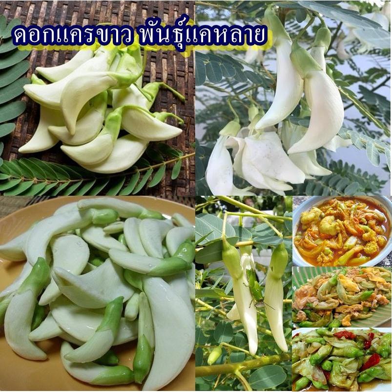 40+ เมล็ด เมล็ดดอกแครขาว พันธุ์แคหลาย (อัตรางอก 70% ปลูกง่าย ดอกสีขาว เป็นที่นิยมปลูกเพราะมีรสไม่ขม ดอกแคเป็นพืชสมุนไพร)