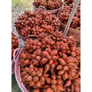 สละสุมาลีหวานอมเปรี้ยว