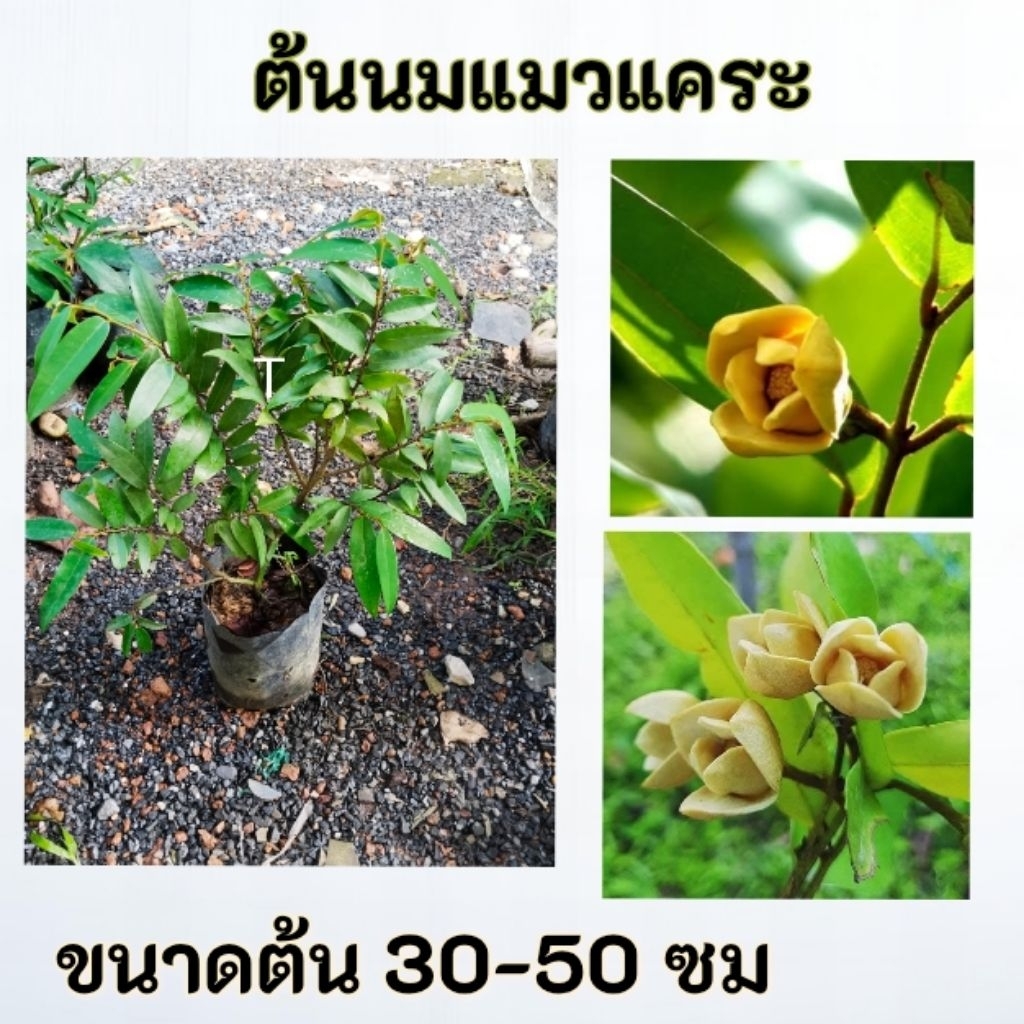 ต้นนมแมวแคระ นมแมวแคระ