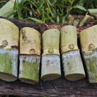 ท่อนพันธุ์อ้อยคั้นน้ำ สุพรรณบุรี50 ชุด 10, 30 ข้อตา จัดส่งเป…