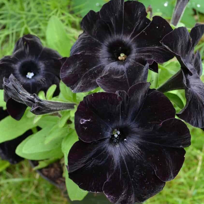 100 ดอกพิทูเนีย Petunia Seeds ปลูกง่าย ปลูกได้ทั่วไทย สายพันธุ์ Blanket สีดำ