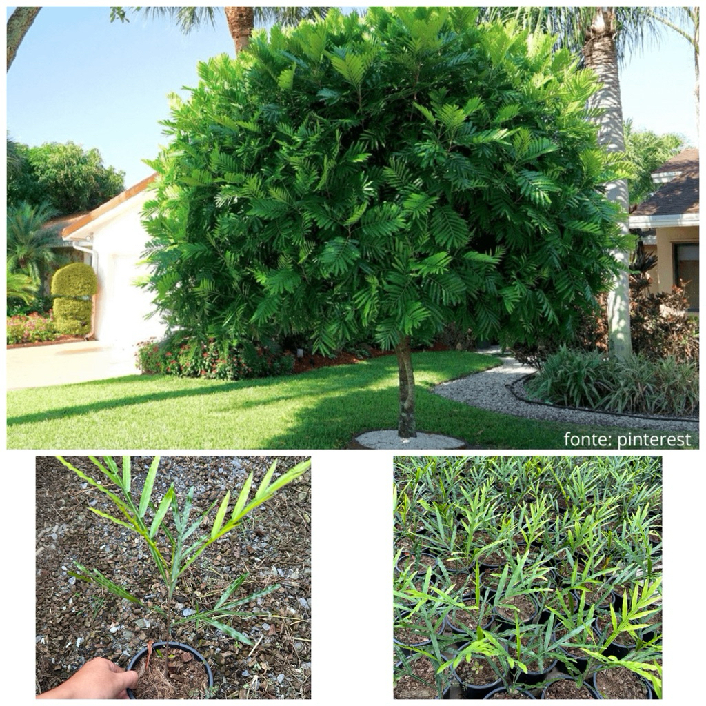 ต้นเจแปนนีส เฟิร์น ทรี filicium fern fern tree กระถาง5นิ้ว