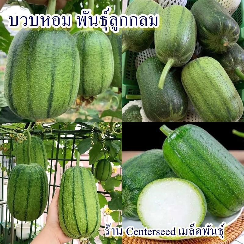 18+ เมล็ด เมล็ดบวบหอม พันธุ์ลูกกลม (ปลูกง่ายมาก อัตรางอก 70% ผลกลมสวย ติดผลดก รสชาติหวานหอมเหมือนบวบทั่วไป)