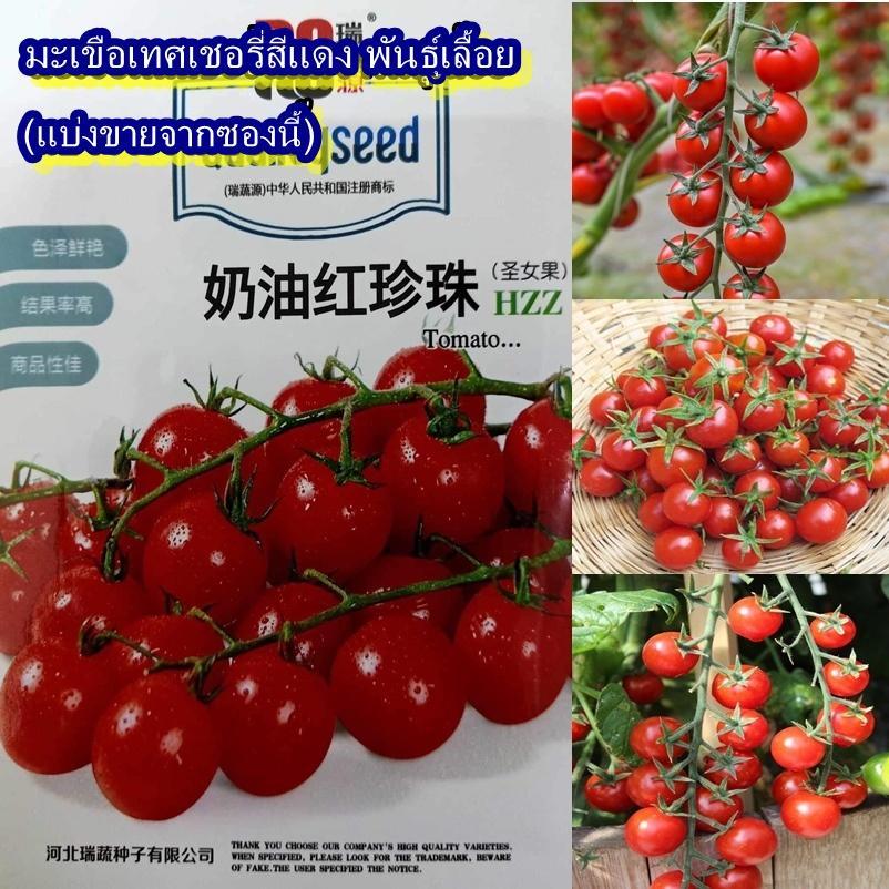60+ เมล็ด เมล็ดมะเขือเทศเชอรี่สีแดง พันธุ์เลื้อย (ปลูกง่าย รสชาติหวานอร่อย ผลกลมสีแดงดกเป็นพวงช่อ  เป็นพันธุ์ต้นเลื้อย)