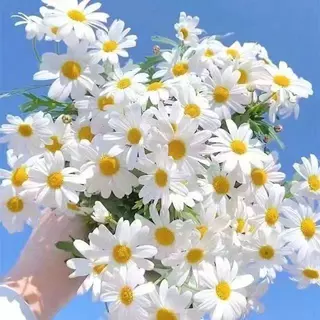 300 เมล็ด เมล็ดพันธุ์ คาโมมายล์ เยอรมัน Chamomile Seed เมล็ดพันธุ์แท้ นำเข้าจากต่างประเทศ ถูกดี