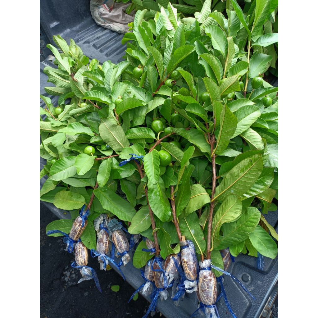 กิ่งตอนฝรั่งไส้แดง หงจ้วนสือ พันธุ์แท้