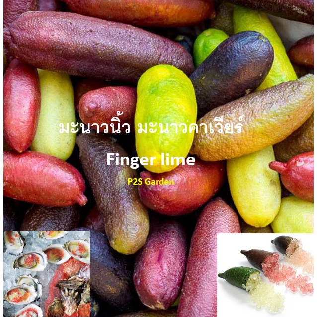 ต้นมะนาวนิ้ว มะนาวคาเวียร์ Finger Lime ต้นเสียบยอด สูง 30-60 ซ.ม.