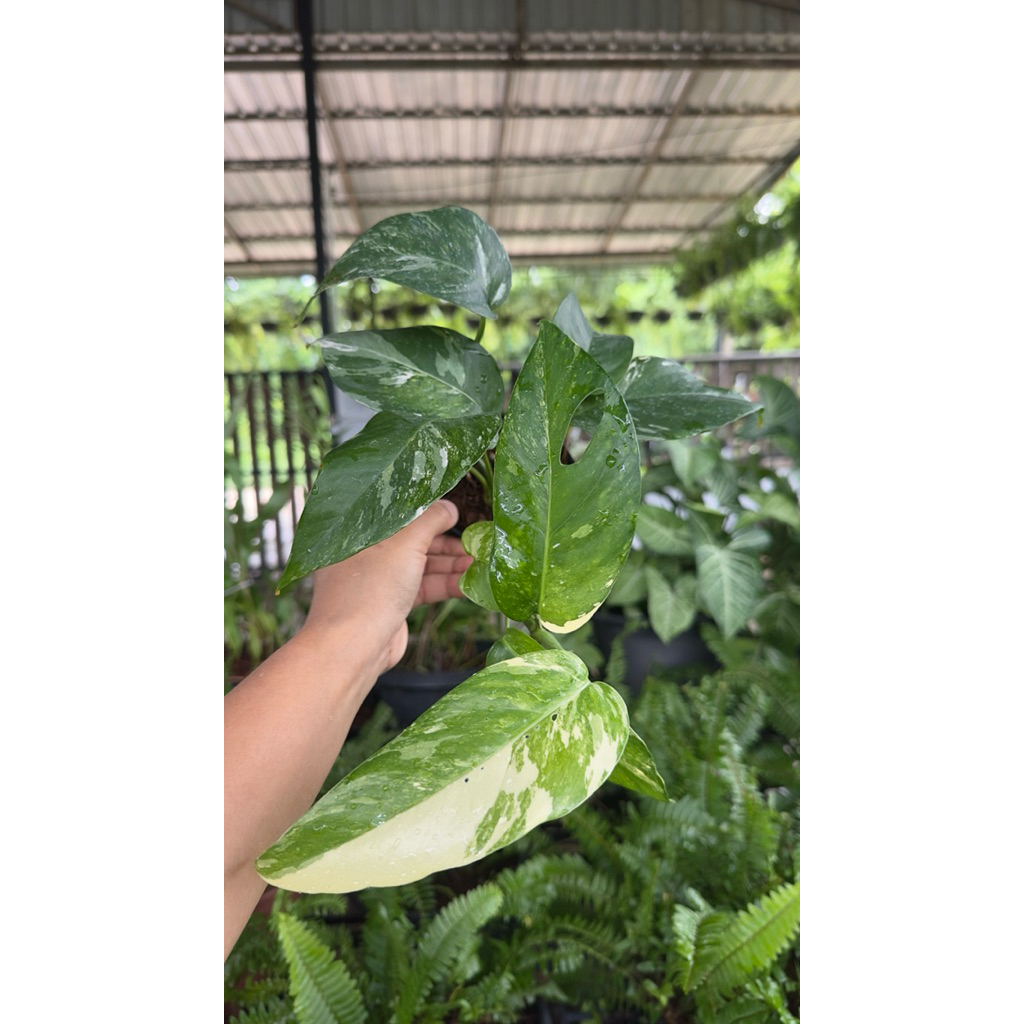 อิพิด่างขาว ไม้ฟอกอากาศ ฟอร์มสวย - รูปที่ 4