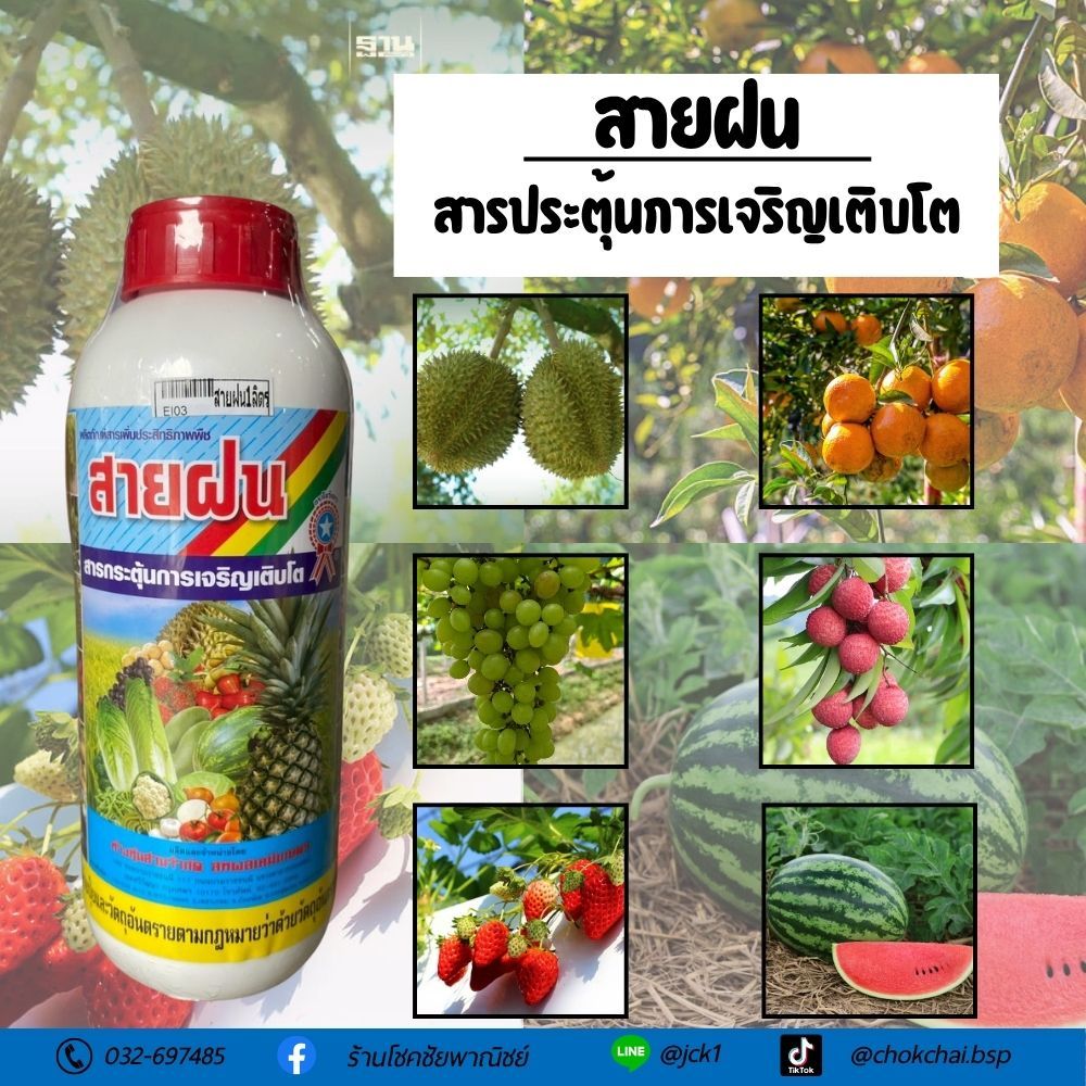 สายฝน เร่งต้น ขยายสะโพก กิ่งก้านแข็งแรง เพิ่มขนาด เพิ่มน้ำหนัก ปุ๋ยน้ำ ขนาด 1 ลิตร