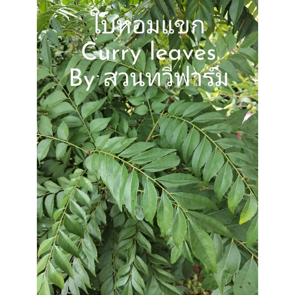 ใบหอมแขก ใบกะหรี่ ใบหมุย Curry leaves ออร์แกนิคพร้อมส่ง