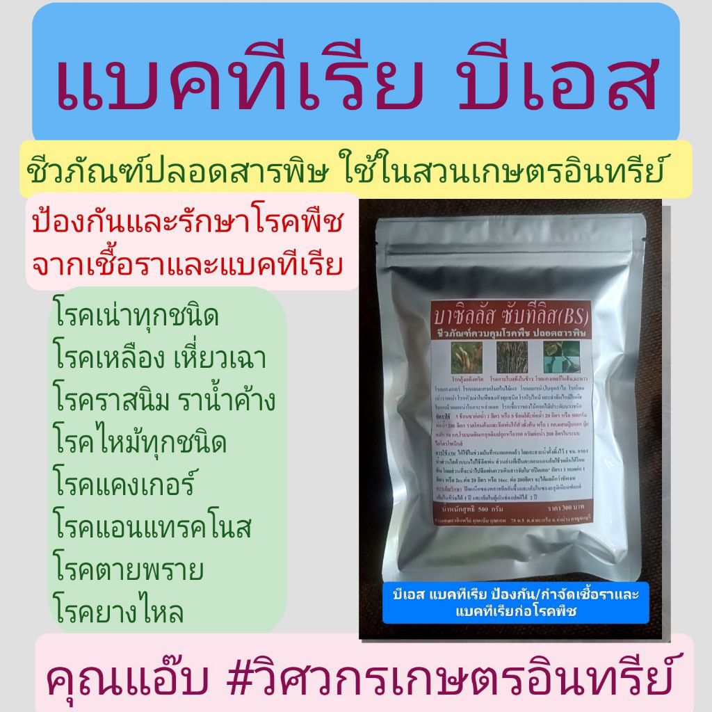 บีเอส 500กรัม , บาซิลลัส ซับทีลิส , BS ป้องกัน กำจัดเชื้อรา รากเน่า โคนเน่า ใบไหม้ แคงเกอร์  กุ้งแห้ง