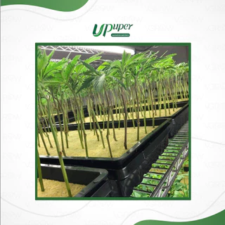UPuper Rockwool plug sheet ร็อควูล ชีท สำหรับ เพาะชำ เพาะเมล็ด โคลนนิ่ง ชีทใยหินปลูกต้นไม้ 98 ชิ้น