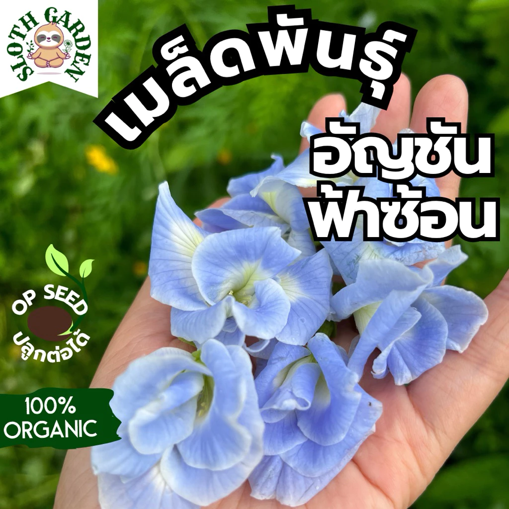 [ส่งเร็ว] เมล็ดพันธุ์อัญชันฟ้าซ้อน ดอกไม้กินได้ ดอกใหญ่ เมล็ดปลูกต่อได้ ออร์แกนิค จากสวนป่าปลอดเคมี บรรจุ 20 เมล็ด