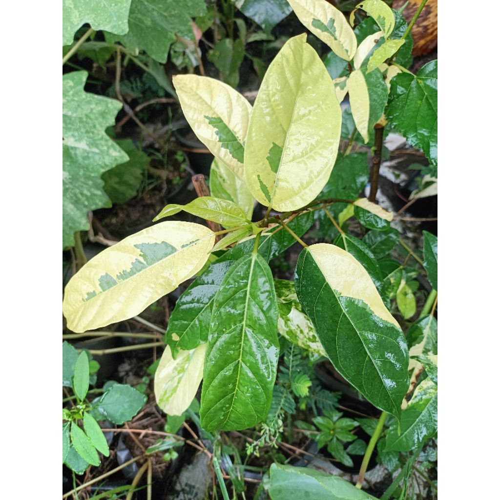 มะเดื่ออุทุมพรด่าง(Ficus racemosa Variegated)