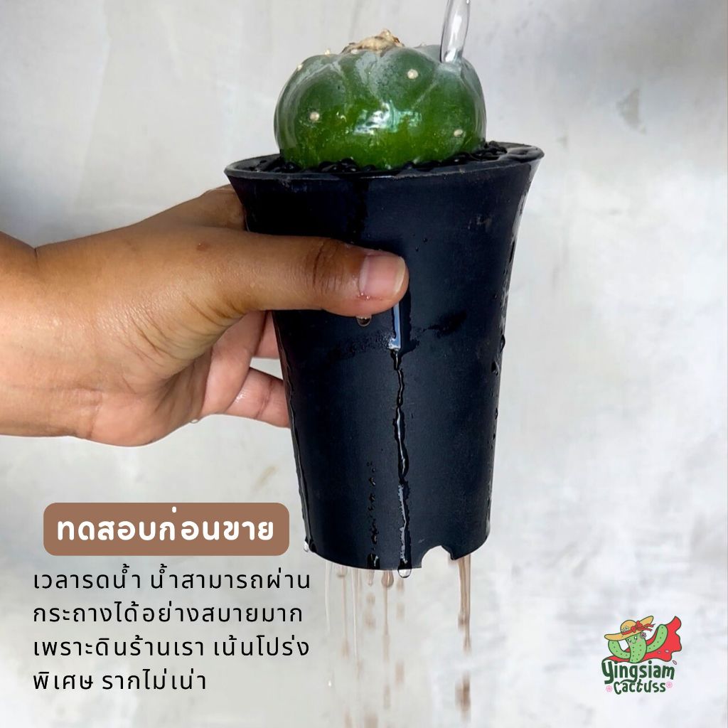 ดินกระบองเพชร 500 กรัม ฟรีของแถม 3 อย่าง!! ดินแคคตัส ดินcactus - รูปที่ 3