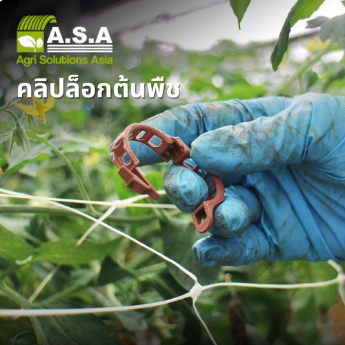 Clip lock / คลิปล๊อคต้น