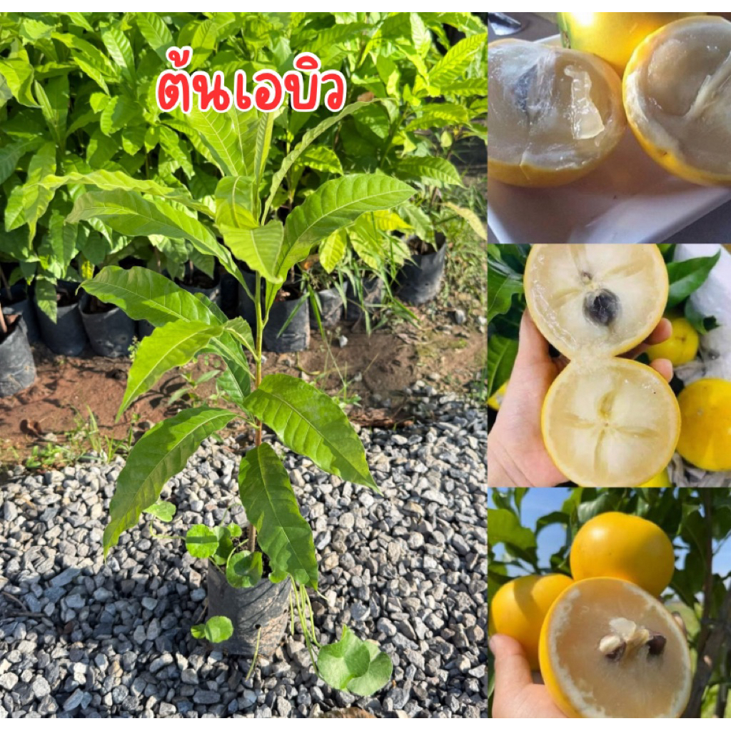 ต้นเอบิวหรืออะบิว ไม้ผลเมืองร้อนปลูกในไทยได้ผลเเน่นอน ต้นเพาะเมล็ด