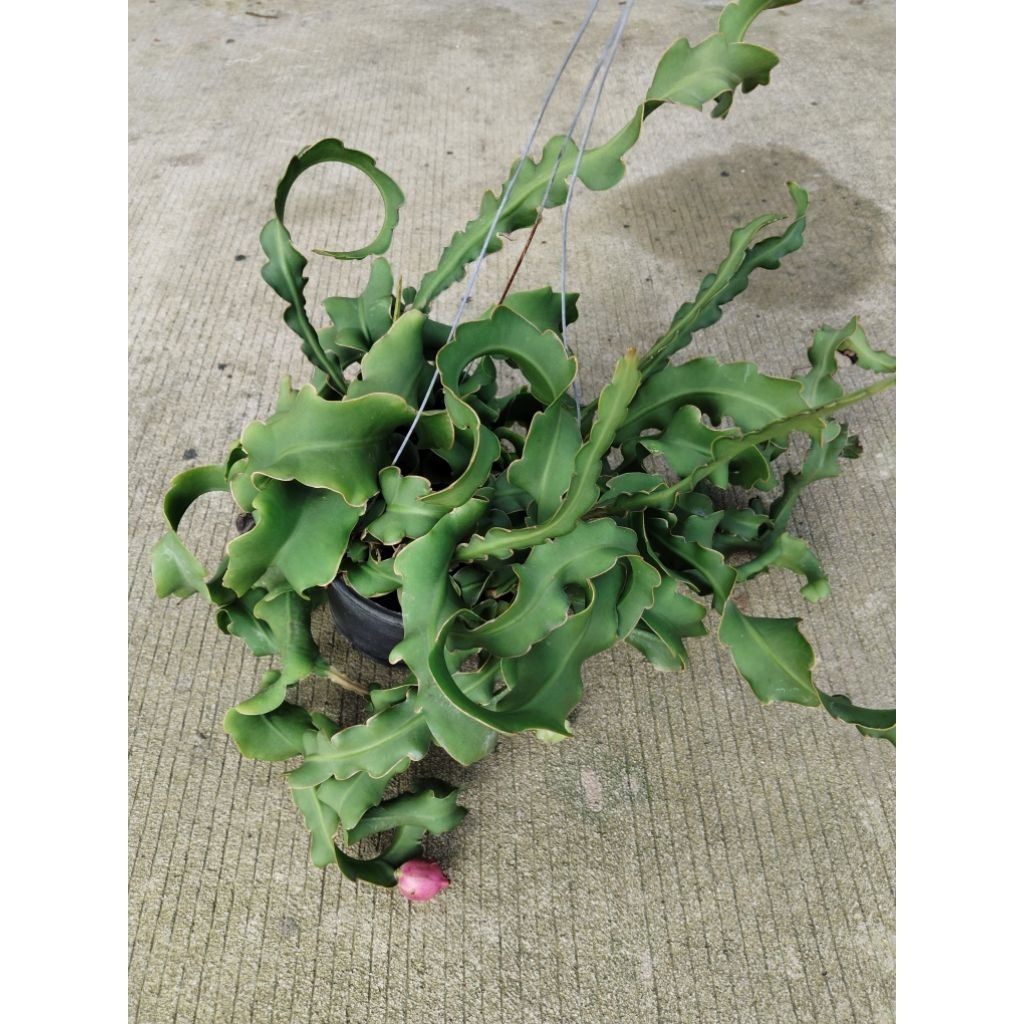 มังกรกอดทรัพย์ แก้วมังกรแคระ Epiphyllum guatemalense monstrose