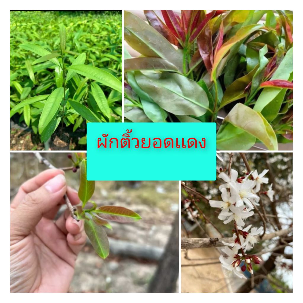 ต้นพันธุ์ผักติ้วต้นพันธุ์เพราะเมล็ด ต้นพันธุ์เเข็งเเรงพร้อมปลูก